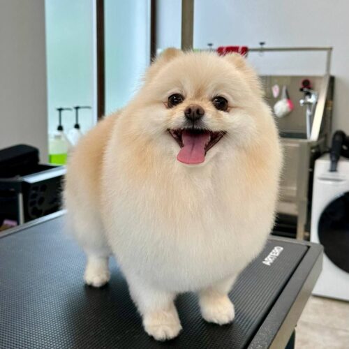 grooming-salon-sofia-30