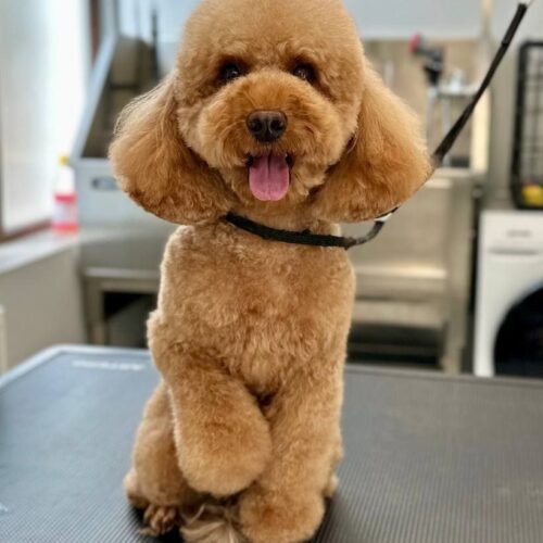 grooming-salon-sofia-48