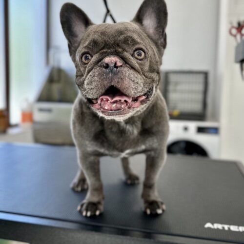 grooming-salon-sofia-54